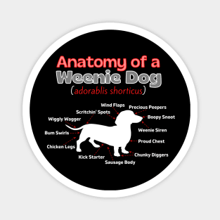 Anatomy of a Weenie Dog Magnet